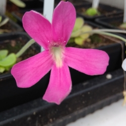 Pinguicula laueana 