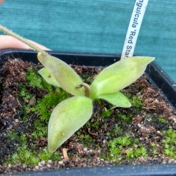 Pinguicula Red Starfisch 