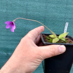 Pinguicula Red Starfisch 