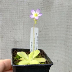 Pinguicula agnata ,,Small leaf,, Thomas Carow