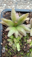 Pinguicula 'Red Starfisch'