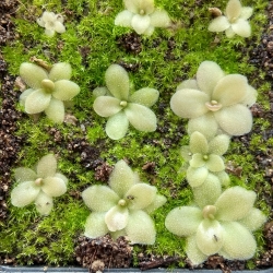 Pinguicula gypsicola x Pinguicula ,Sethos,