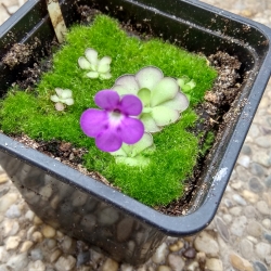 Pinguicula cyclosecta