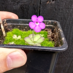 Pinguicula cyclosecta