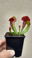 Sarracenie oreophila x Sarracenia purpurea ssp. venosa