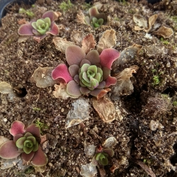 Pinguicula esseriana  x Pinguicula potosiensis