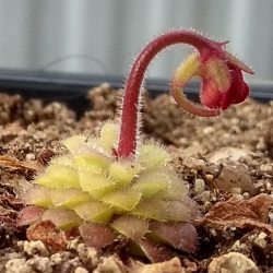 Pinguicula laueana tricolor