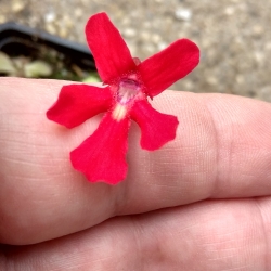 Pinguicula Geranium Flower 