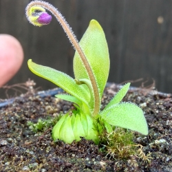 Pinguicula Red Starfisch 