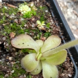 Pinguicula Geranium Flower 