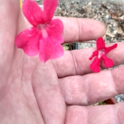 Pinguicula lauena, porovnanie kvetov 