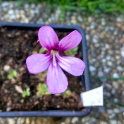 Pinguicula esseriana  x Pinguicula potosiensis