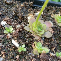 Pinguicula esseriana  x Pinguicula potosiensis