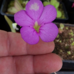 Pinguicula ,,Aphrodite,,