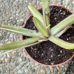 Pinguicula ,,Aphrodite,,