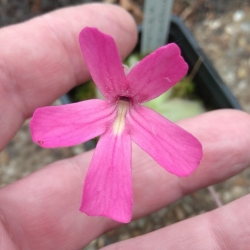 Pinguicula moranensis white x P. laueana 