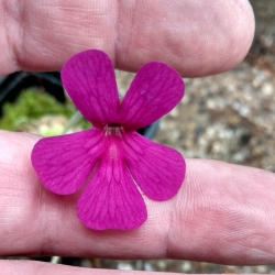 Pinguicula ehlersiae x laueana 