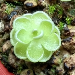 Pinguicula esseriana 