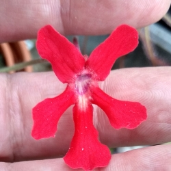Pinguicula laueana Geranium Flower