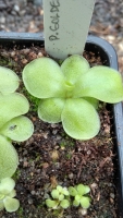 Pinguicula , BCP Golden Eye,