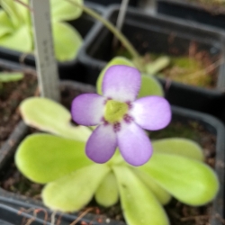 Pinguicula agnata ,,Small Leaf,,