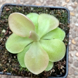 Pinguicula ,, Weser ''