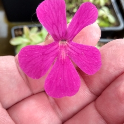 Pinguicula ehlersiae x laueana 