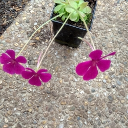 Pinguicula ,, Weser ''