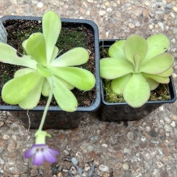 Pinguicula agnata 