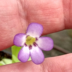 Pinguicula agnata ,, Small Leaf,,