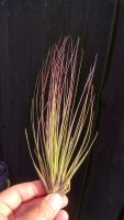 Tillandsia juncifolia