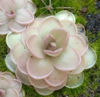 Pinguicula ehlersiae x Pinguicula laueana