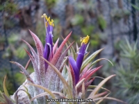 Tillandsia ionantha var.ionantha