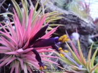 Tillandsia ionantha var.rubra