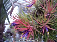 Tillandsia ionantha var.ionantha