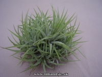 Tillandsia ionantha ,,Mexico,, trsy