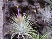 Tillandsia kolbii