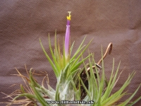 Tillandsia kolbii