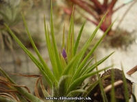 Tillandsia kolbii