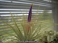 Tillandsia magnusiana