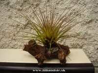 Tillandsia melanocrater