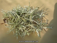 Tillandsia mollis