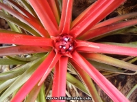 Tillandsia multiflora