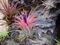 Tillandsia ionantha var.rubra