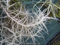 Tillandsia paleacea ,,Big forma,,