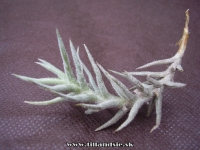 Tillandsia paleacea,,minor,,