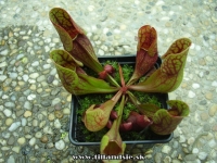 sarracenia purpurea ssp.purpurea