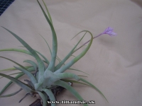 Tillandsia purpurea 