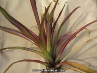 Tillandsia somnians