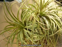 Tillandsia stricta tvrdá forma